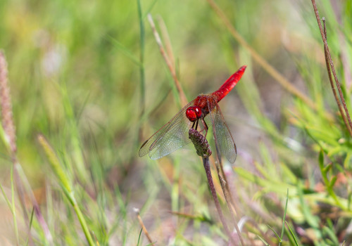 crocothemis erythraea libellule ecarlate male crocothemis erythraea libellule ecarlate male