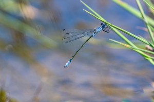 lestes macrostigma leste a grands stigmas male lestes macrostigma leste a grands stigmas male