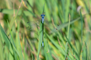 lestes macrostigma leste a grands stigmas male lestes macrostigma leste a grands stigmas male