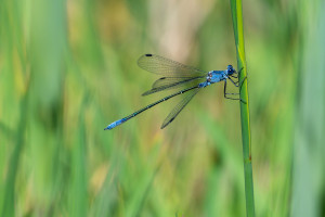 lestes macrostigma leste a grands stigmas male lestes macrostigma leste a grands stigmas male