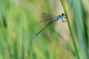 lestes macrostigma leste a grands stigmas male lestes macrostigma leste a grands stigmas male