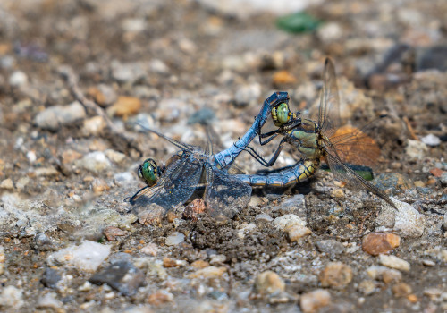 orthetrum cancellatum orthetrum reticule male coeur copulatoire orthetrum cancellatum orthetrum reticule male coeur copulatoire