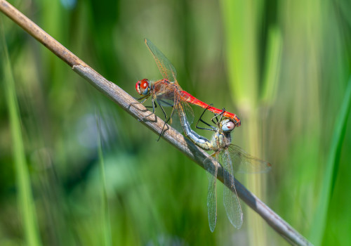 sympetrum fonscolombii sympetrum a nervures rouges coeur copulatoire sympetrum fonscolombii sympetrum a nervures rouges coeur copulatoire