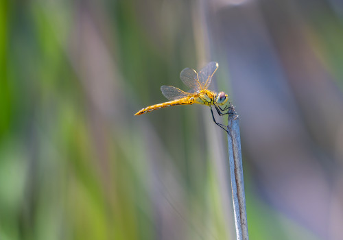 sympetrum fonscolombii sympetrum a nervures rouges femelle sympetrum fonscolombii sympetrum a nervures rouges femelle