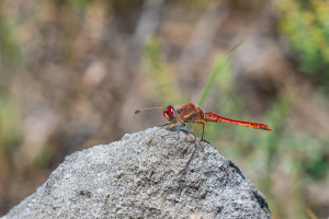sympetrum fonscolombii sympetrum a nervures rouges male sympetrum fonscolombii sympetrum a nervures rouges male