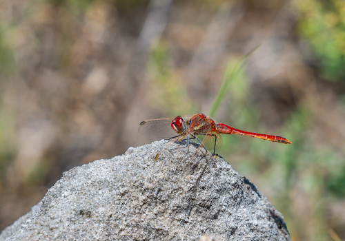 sympetrum fonscolombii sympetrum a nervures rouges male sympetrum fonscolombii sympetrum a nervures rouges male