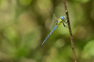 aeshna affinis aeschne affine male aeshna affinis aeschne affine male