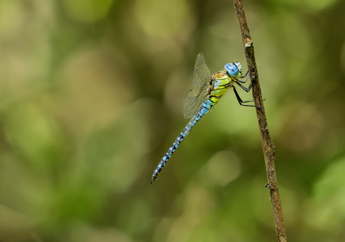 aeshna affinis  aeschne affine  male