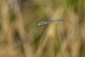 aeshna mixta l aeschne mixte male aeshna mixta l aeschne mixte male