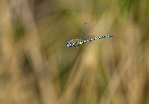 aeshna mixta  l aeschne mixte  male