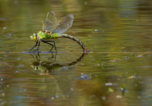 anax imperator  anax empereur  femelle
