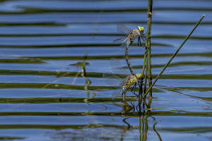 anax parthenope anax napolitain tandem anax parthenope anax napolitain tandem