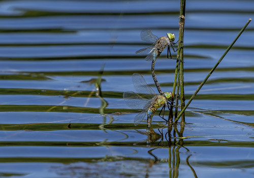 anax parthenope  anax napolitain  tandem