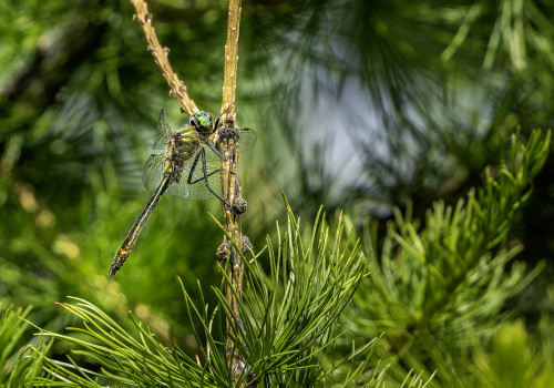 cordulia aenea  cordulie bronzee  male