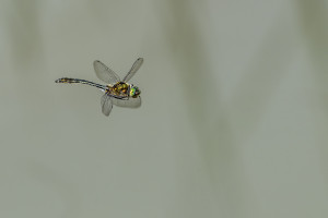 cordulia aenea cordulie bronzee male cordulia aenea cordulie bronzee male