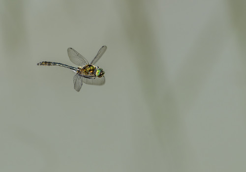 cordulia aenea  cordulie bronzee  male