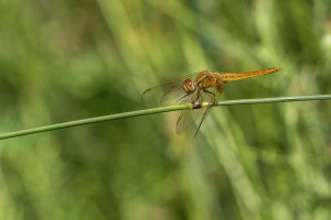 crocothemis erythraea la libellule ecarlate male 10 crocothemis erythraea la libellule ecarlate male 10
