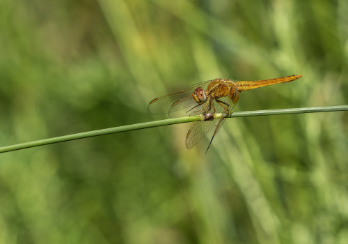 crocothemis erythraea  la libellule ecarlate  male 10