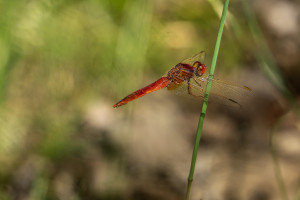 crocothemis erythraea la libellule ecarlate male crocothemis erythraea la libellule ecarlate male