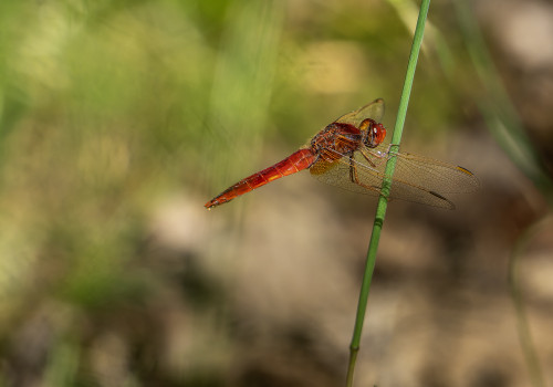 crocothemis erythraea  la libellule ecarlate  male