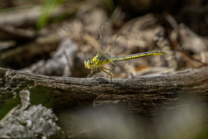 gomphus pulchellus gomphe gentil femelle gomphus pulchellus gomphe gentil femelle
