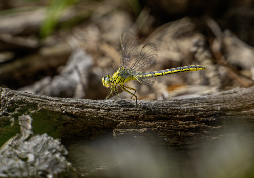 gomphus pulchellus  gomphe gentil  femelle