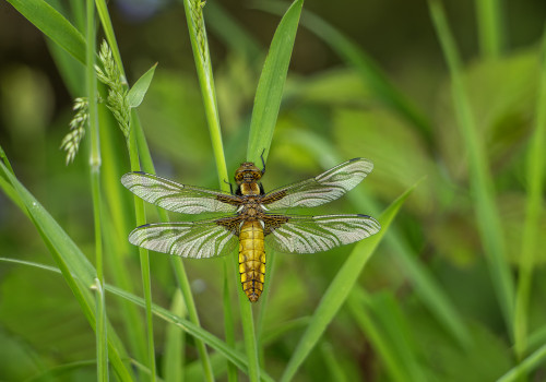 libellula depressa  la libellule deprimee  femelle