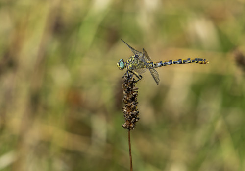onychogomphus forcipatus  le gomphe a pinces  femelle