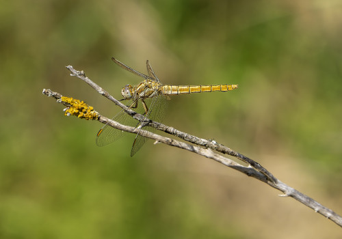 orthetrum brunneum  orthetrum brun  femelle