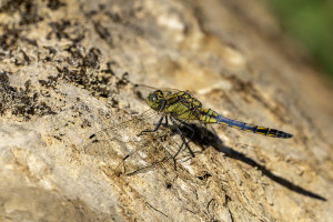 orthetrum cancellatum orthetrum reticule male orthetrum cancellatum orthetrum reticule male