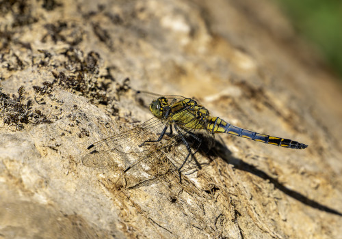 orthetrum cancellatum  orthetrum reticule  male