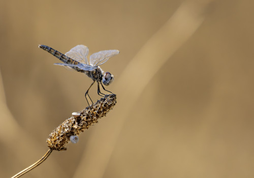 selysiothemis nigra femelle