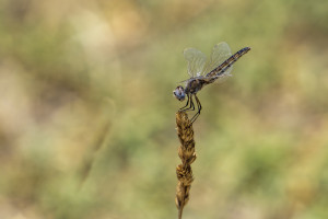 selysiothemis nigra femelle selysiothemis nigra femelle