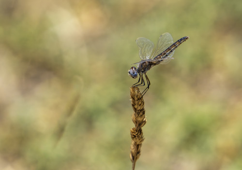 selysiothemis nigra femelle