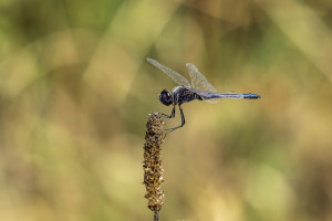 selysiothemis nigra male selysiothemis nigra male