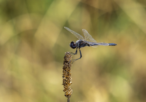 selysiothemis nigra male