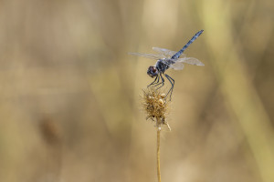selysiothemis nigra male selysiothemis nigra male