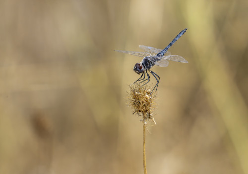 selysiothemis nigra male