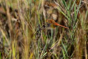 sympetrum flaveolum le sympetrum jaune d or male sympetrum flaveolum le sympetrum jaune d or male