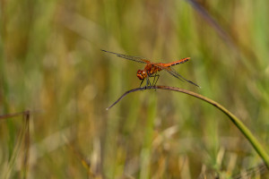 sympetrum flaveolum le sympetrum jaune d or male sympetrum flaveolum le sympetrum jaune d or male