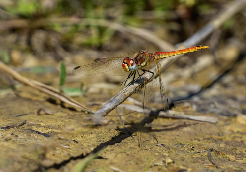 sympetrum fonscolombii  le sympetrum a nervures rouges  male