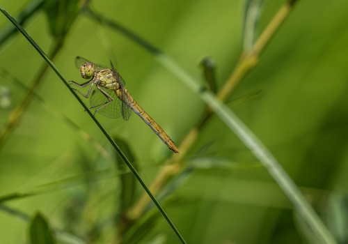 sympetrum meridionale  le sympetrum meridional  femelle