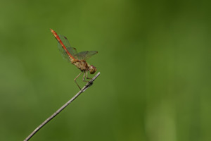 sympetrum meridionale le sympetrum meridional male sympetrum meridionale le sympetrum meridional male