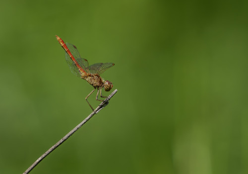 sympetrum meridionale  le sympetrum meridional  male