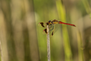 sympetrum pedemontanum sympetrum du piemont male sympetrum pedemontanum sympetrum du piemont male