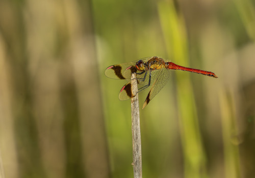 sympetrum pedemontanum  sympetrum du piemont  male