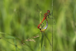 sympetrum sanguineum le sympetrum rouge sang couple sympetrum sanguineum le sympetrum rouge sang couple