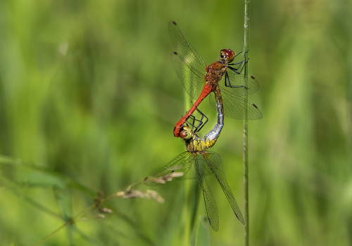 sympetrum sanguineum  le sympetrum rouge sang  couple