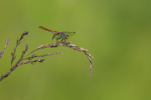 sympetrum sanguineum le sympetrum rouge sang femelle sympetrum sanguineum le sympetrum rouge sang femelle