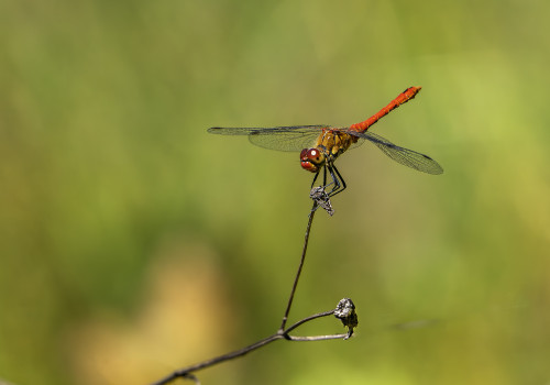 sympetrum sanguineum  le sympetrum rouge sang  male
